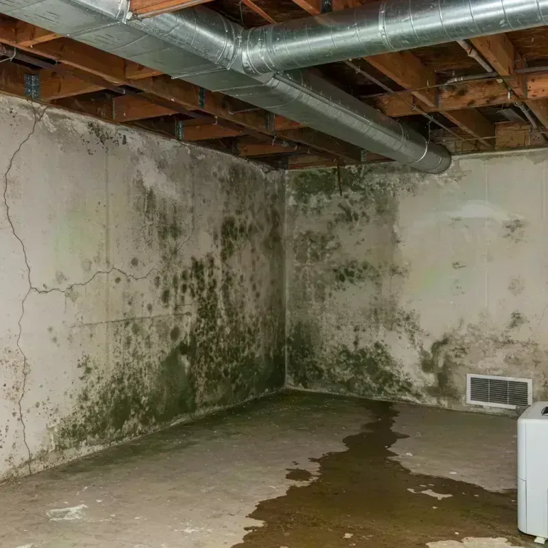 Professional Mold Removal in Franklin, WV